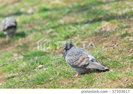 A group of pigeons 37303617