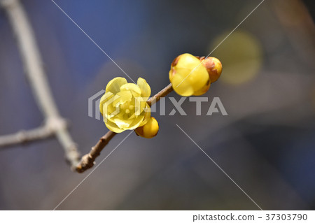 Rowbai (wax plum) 37303790