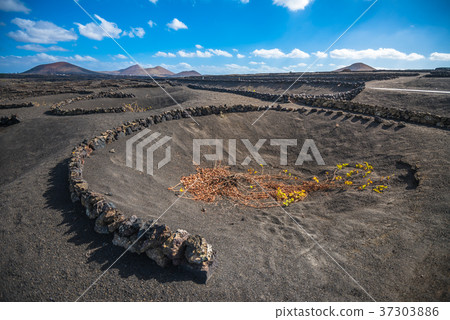 Vineyards in La Geria, Lanzarote, Canary Islands 37303886