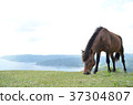 Wild horse and sea 37304807
