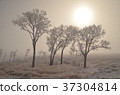 Fantastic Snowstorm Sun Tree Beautiful Magnificent Frozen Grass Killing Scene Taken from an American Train 37304814