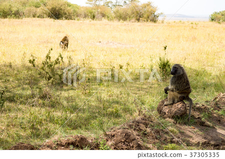 Isolated baboon sitting on a stone Isolated baboon sitting on a stone 37305335