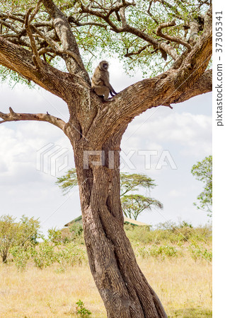 Isolated baboon sitting on a tree Isolated baboon sitting on a tree 37305341