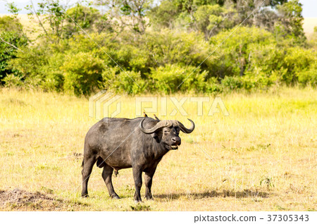 Isolated Buffalo grazing in the savannah Isolated Buffalo grazing in the savannah 37305343