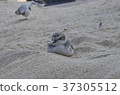 Bird sleeping on sand little bird healing cute sleepy sleep nap 37305512