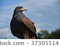 Hawk blue sky bird cool 37305514