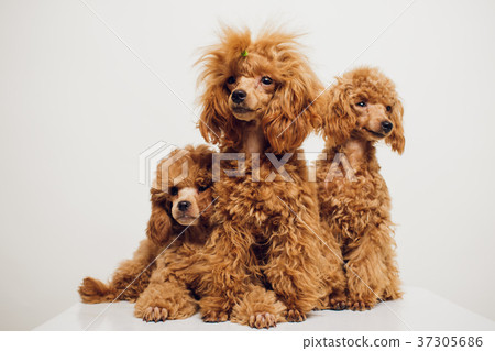 Poodle with Golden Brown Fur on a white background Poodle with Golden Brown Fur on a white background 37305686