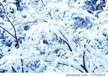 Snow on a branch of a rose 37305955