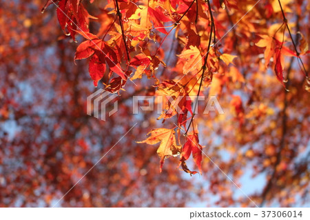 Maple Maple 37306014