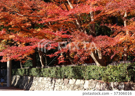 Autumn leaves of Kashiwa Shrine Autumn leaves of Kashiwa Shrine 37306016