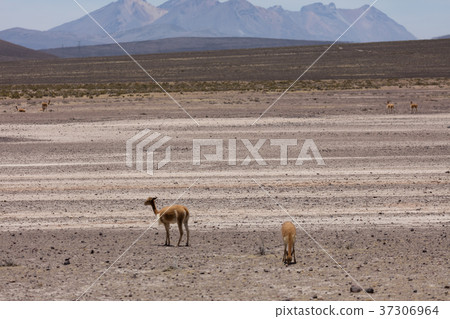 lama Vikunja (Vicugna vicugna) 37306964