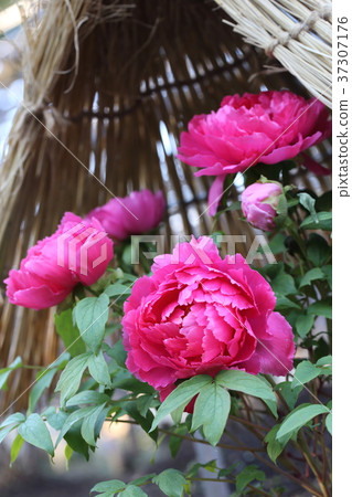 Ueno Toshogu shrine Botann winter Ueno Toshogu shrine Botann winter 37307176