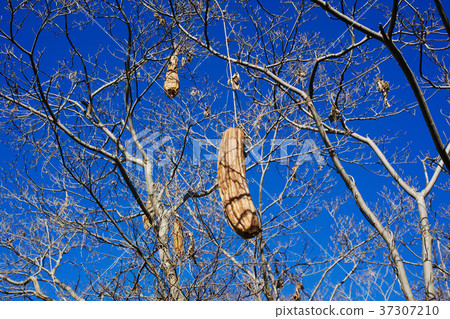 枯萎的水牛 37307210