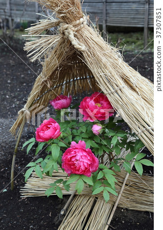 上野Toshogu神社Botann冬天 37307851