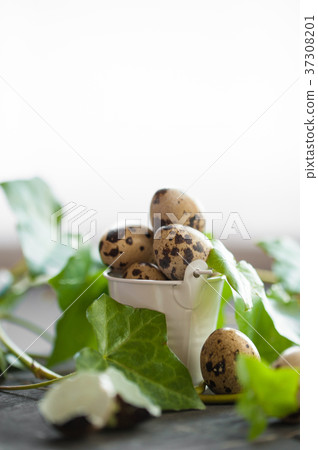 Quail eggs with green ivy shoots. Black background 37308201