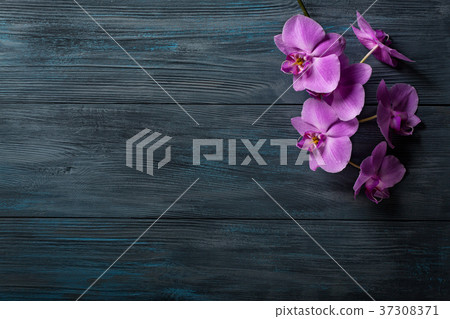 Purple Orchid on blue wooden background Purple Orchid on blue wooden background 37308371