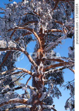 Navacerrada Madrid Spain 37308954