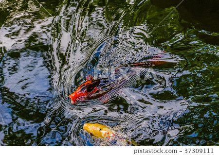 exotic koi fishes in pond 37309111