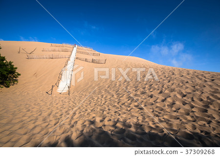 Dune du Pyla - the largest sand dune in Europe, Dune du Pyla - the largest sand dune in Europe, 37309268