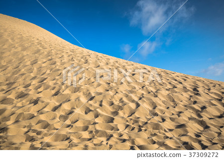 Dune du Pyla - the largest sand dune in Europe, Dune du Pyla - the largest sand dune in Europe, 37309272