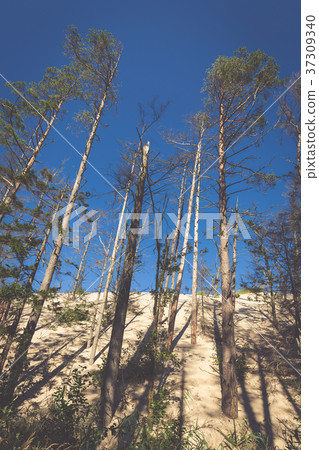 The moving dunes in the Slowinski National Park 37309340