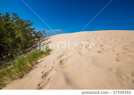 Desert landscape, Slowinski National Park  37309348