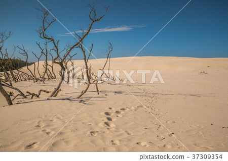 The moving dunes in the Slowinski National  37309354