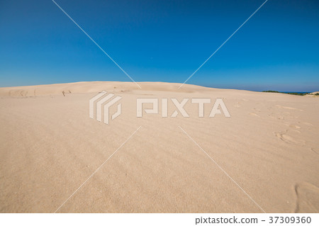 Moving dunes in the Slowinski National Park,  37309360