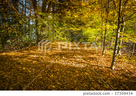 Autumn forest landscape-yellowed autumn  37309434