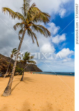 Beach Teresitas in Tenerife - Canary Islands Spain 37309467