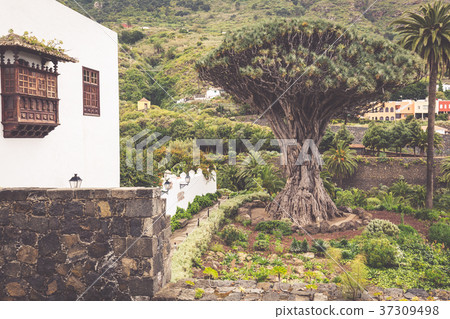Famous Dragon Tree Drago Milenario in Icod  37309498