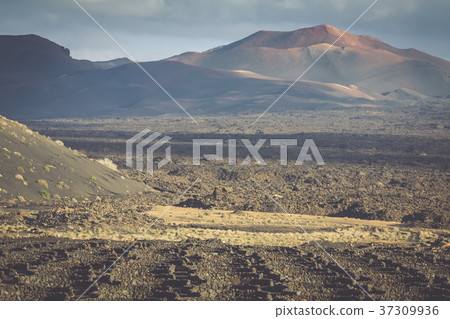 Timanfaya National Park in Lanzarote, Canary Timanfaya National Park in Lanzarote, Canary 37309936