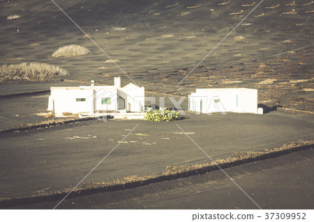 Vineyard on black volcanic soil in La Geria area 37309952