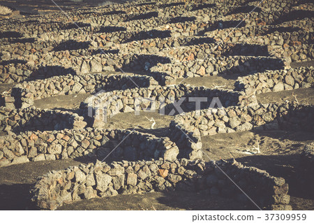 Vineyards in La Geria, Lanzarote, canary islands 37309959
