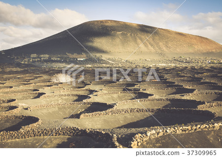 Vineyards in La Geria, Lanzarote, canary islands, 37309965