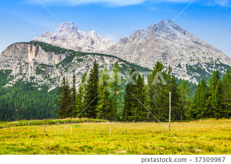 National Park panorama and Dolomiti mountains  National Park panorama and Dolomiti mountains  37309967