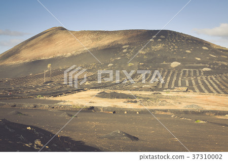 Vineyards in La Geria, Lanzarote, canary islands, Vineyards in La Geria, Lanzarote, canary islands, 37310002