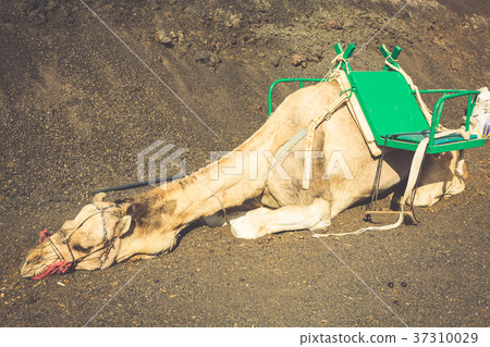 Caravan of camels in the desert on Lanzarote Caravan of camels in the desert on Lanzarote 37310029