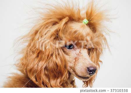 Poodle with Golden Brown Fur on a white background Poodle with Golden Brown Fur on a white background 37310338