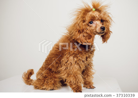 Poodle with Golden Brown Fur on a white background Poodle with Golden Brown Fur on a white background 37310339