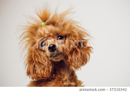 Poodle with Golden Brown Fur on a white background Poodle with Golden Brown Fur on a white background 37310342