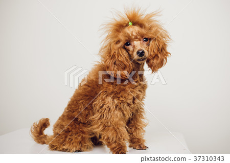 Poodle with Golden Brown Fur on a white background Poodle with Golden Brown Fur on a white background 37310343