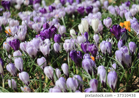 Crocus Crocus 37310438