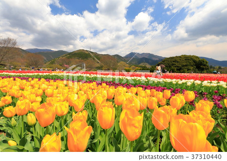 Tulip field and mountain range of Tanzawa Tulip field and mountain range of Tanzawa 37310440