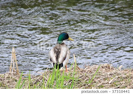 鴨 鴨 37310441