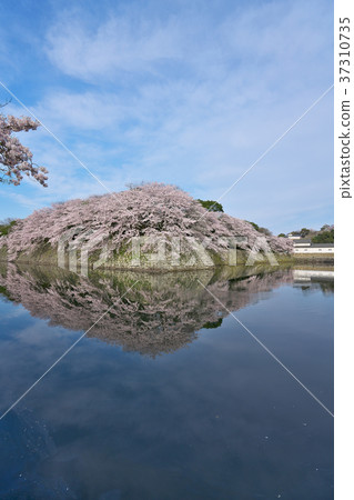 Hikone Castle of Sakura 37310735