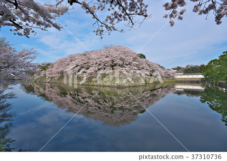 Hikone Castle of Sakura Hikone Castle of Sakura 37310736