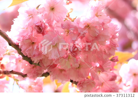 Cherry Blossom Cherry Blossom 37311312