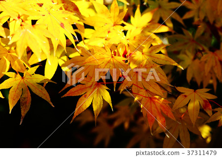 The yellow leaves of Homonidgeum The yellow leaves of Homonidgeum 37311479