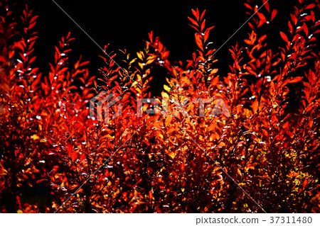 Autumn leaves of safflower Yukina Autumn leaves of safflower Yukina 37311480